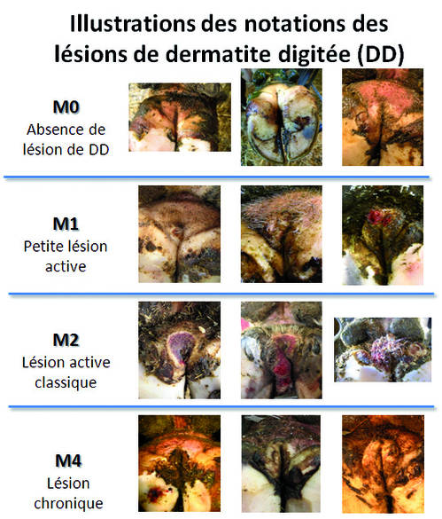 rencontres recherche ruminants 2009