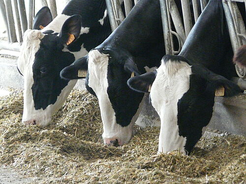 Coût alimentaire des vaches : l'optimiser grâce au maïs fourrage