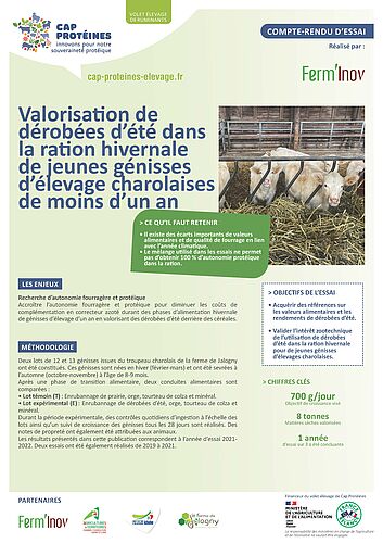 Valorisation de dérobées d’été dans la ration hivernale de jeunes génisses d’élevage charolaises de moins d’un an