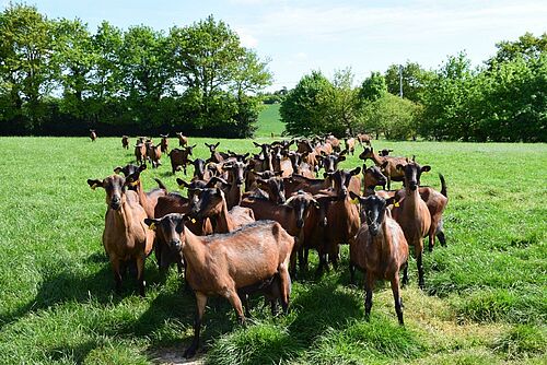 Formation "Conduite pratique de l'alimentation du troupeau de chèvres"