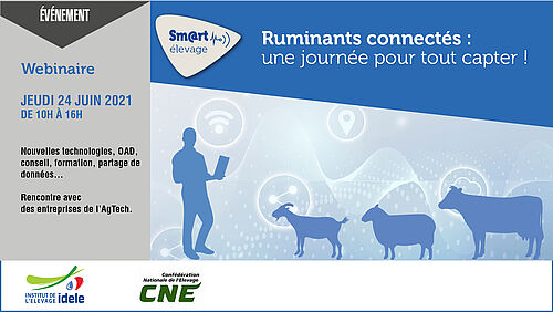 rencontre ruminant