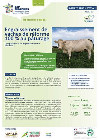 Engraissement de vaches de réforme 100 % au pâturage