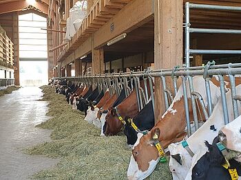 Lors des vagues de chaleur, les vaches sont rentrées en cours de journée