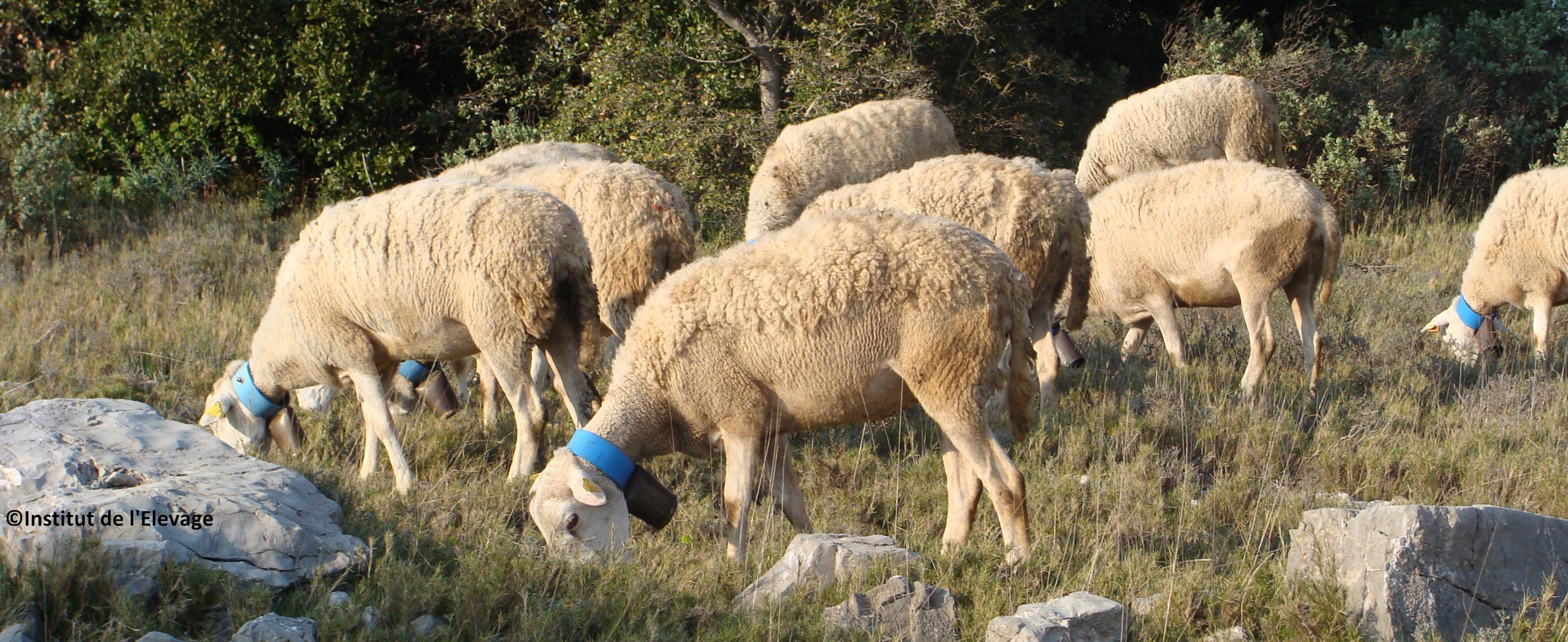 panoramique pastoralisme