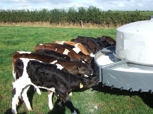 "milkbar" au pâturage en Angleterre